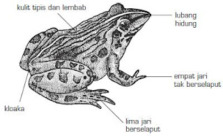 hewan+bertulang+belakang+vertebrata2 Contoh Ciri Jenis Hewan Bertulang Belakang Vertebrata