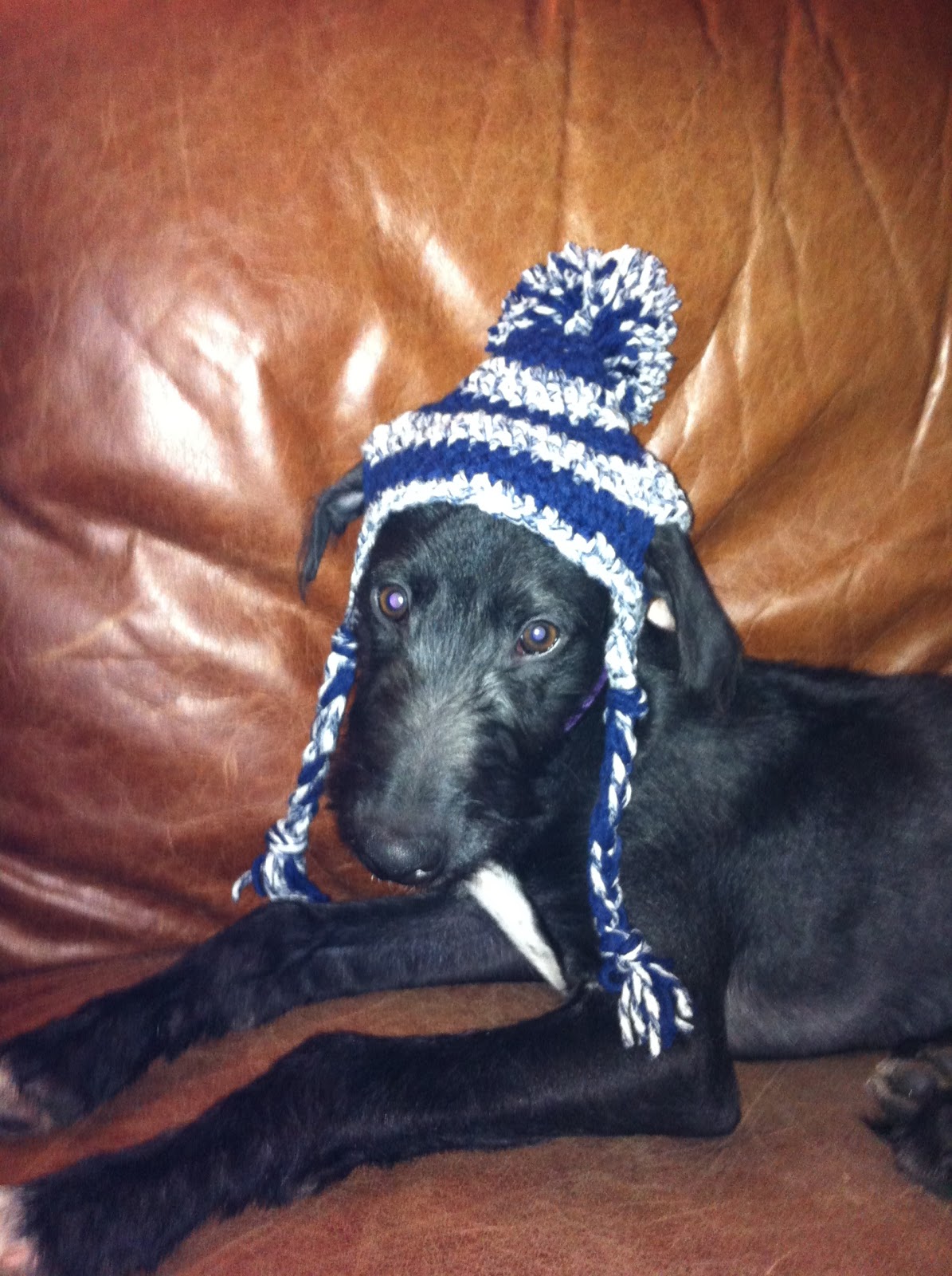 Get Hooked on Crochet GAD 346 & Dog Hat