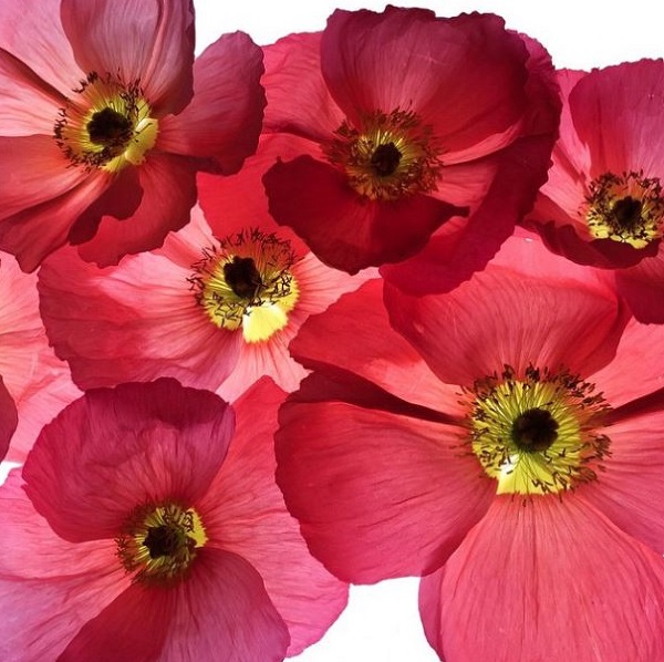 Flowers of Visalia exPresso Bloglovin’