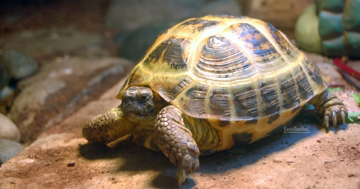 Tortaddiction Finally some yummy weeds to feed the tortoises!