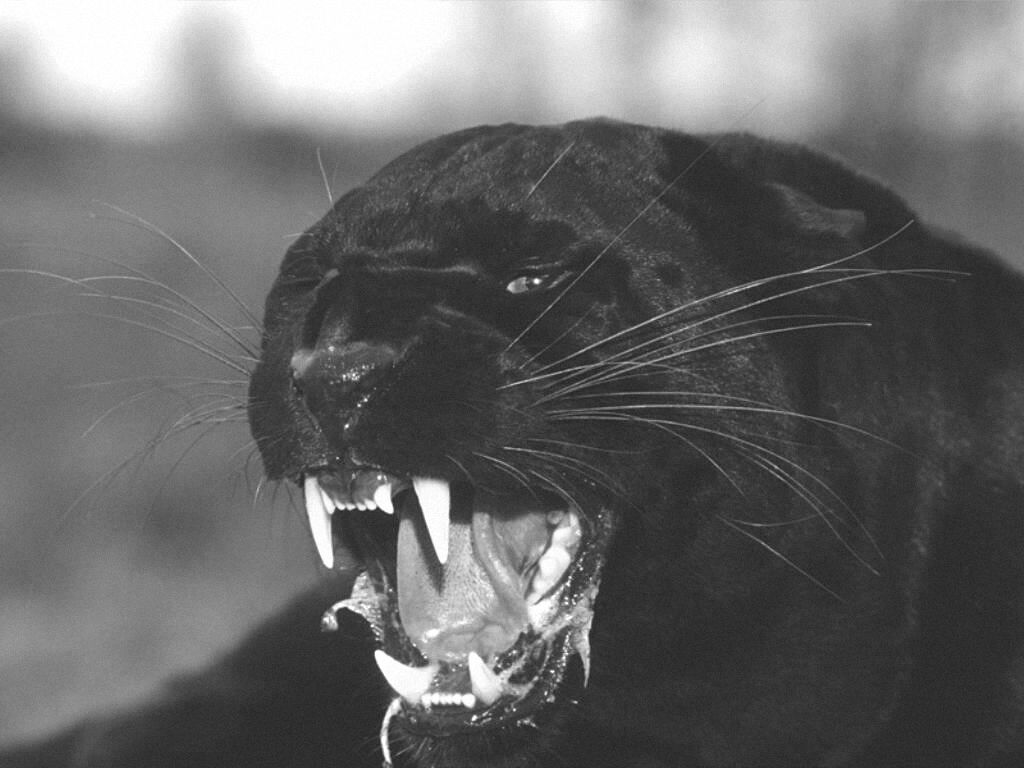 Angry Black Panther