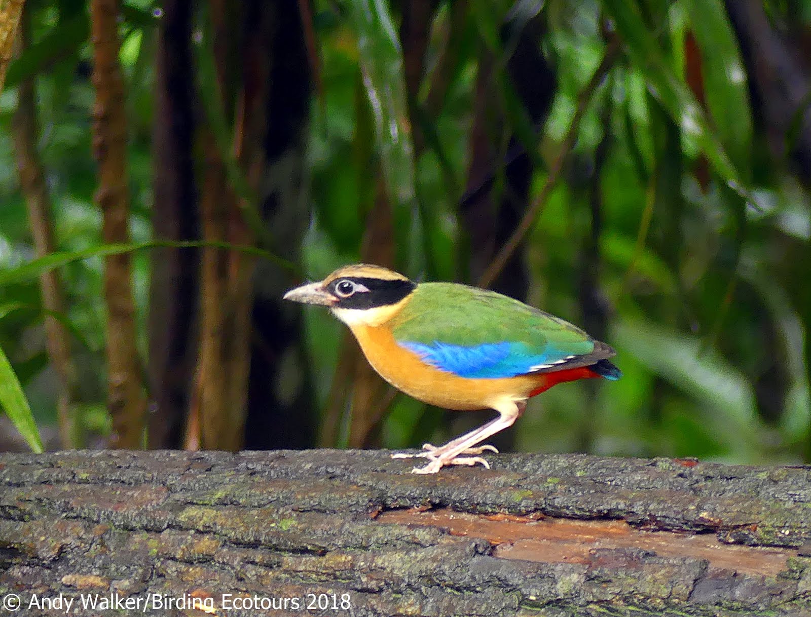 Blue-winged Pitta