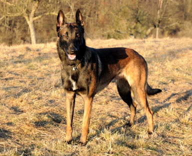 Belgian Malinois Dog Herding