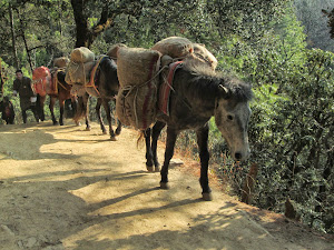 Mules carrying baggages on their backs On Taktsang trail.