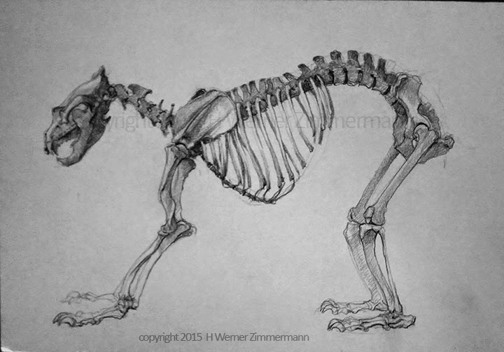 Zimmermann_Werner_-Bear-Skeleton_2015021