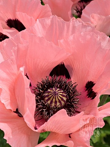 LAS MEJORES FOTOS DE FLORES DE HOY: 4 de Septiembre 57