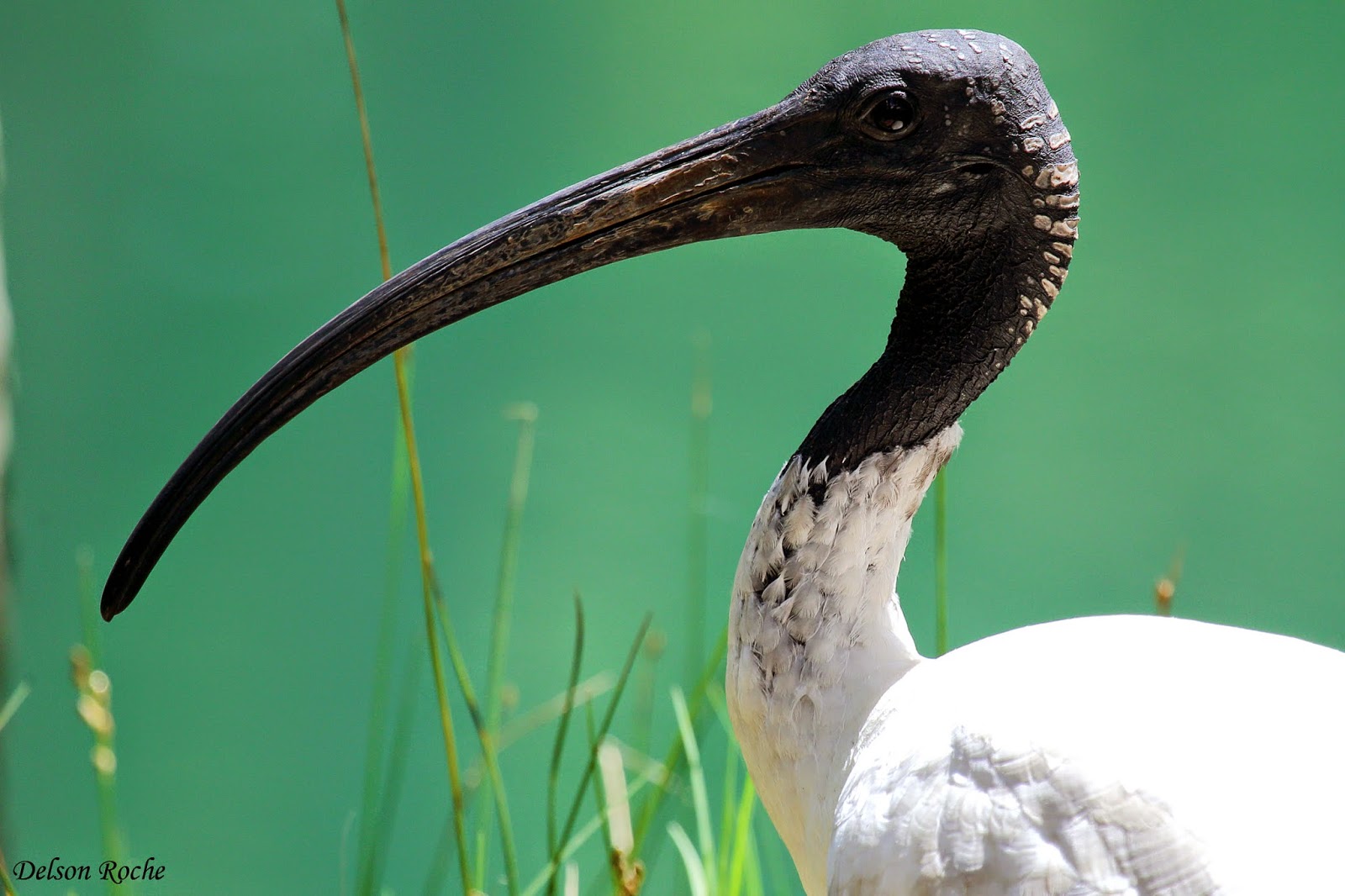 Friendly Animals Australian White Ibis