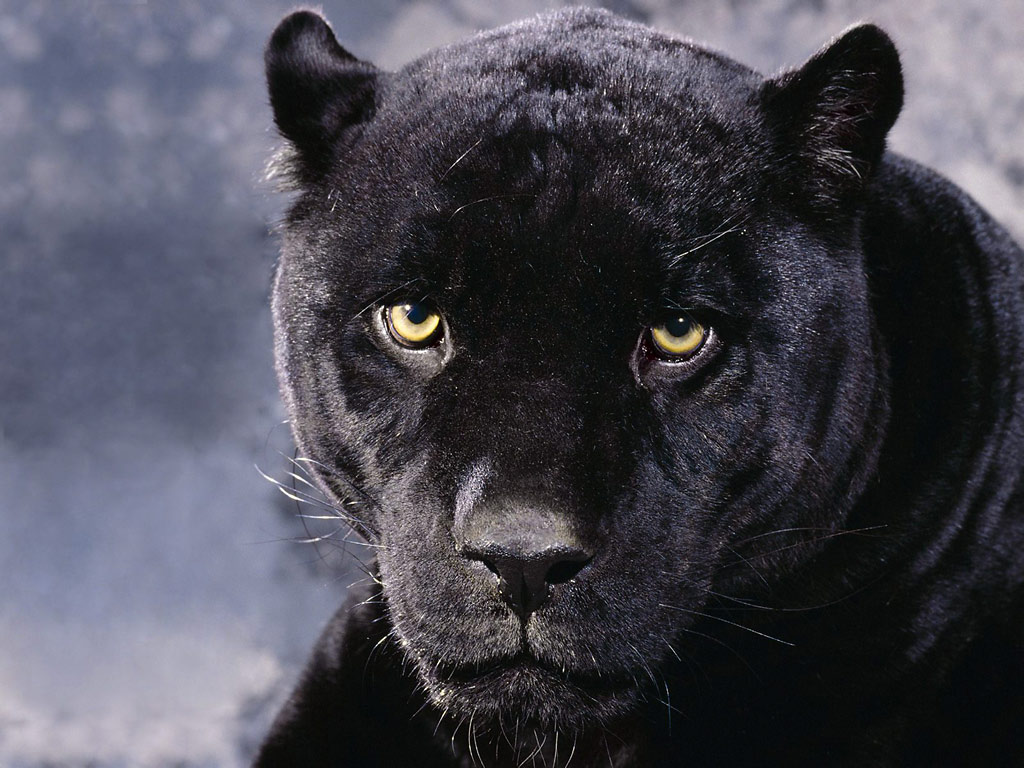 Animals Zoo Park: Black Panther Wallpapers - Animals Hq ...