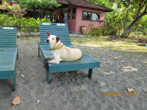 A Dogs life of luxury living on "Pemuteran beach".