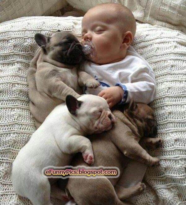 how to keep newborn puppies warm puppies keep warm photos how to keep newborn puppies warm puppies keep warm photos