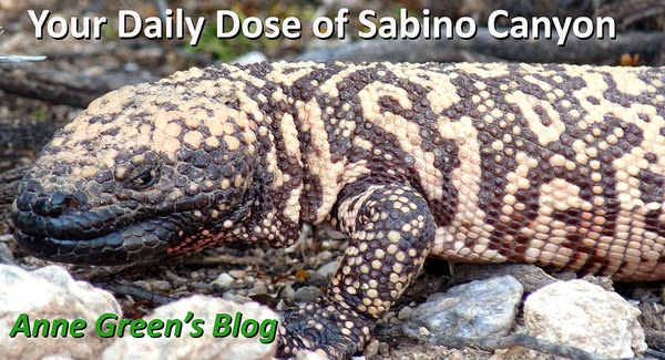 Your Daily Dose of Sabino Canyon