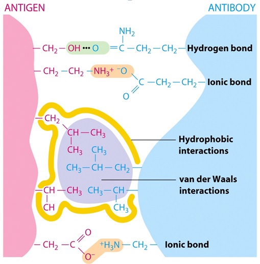microbiology Antigen Antibody interaction