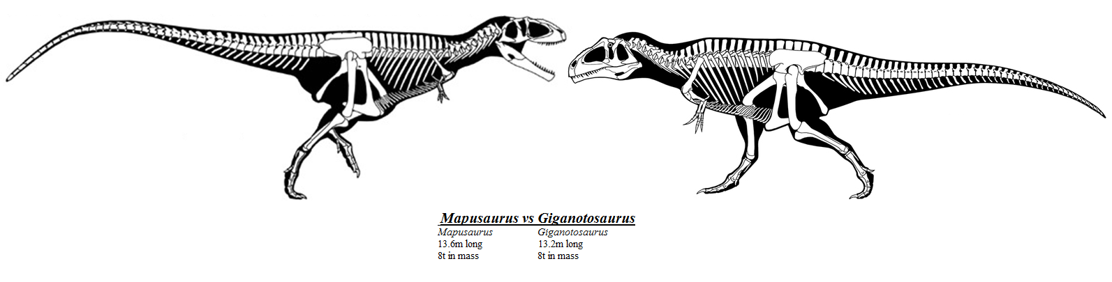 giganotosaurus carolinii v mapusaurus roseae mapusaurus size