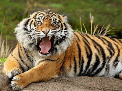 wild animal wallpapers | My HD Animals