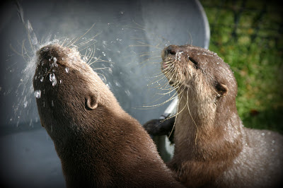 Sophie Neville tame otters