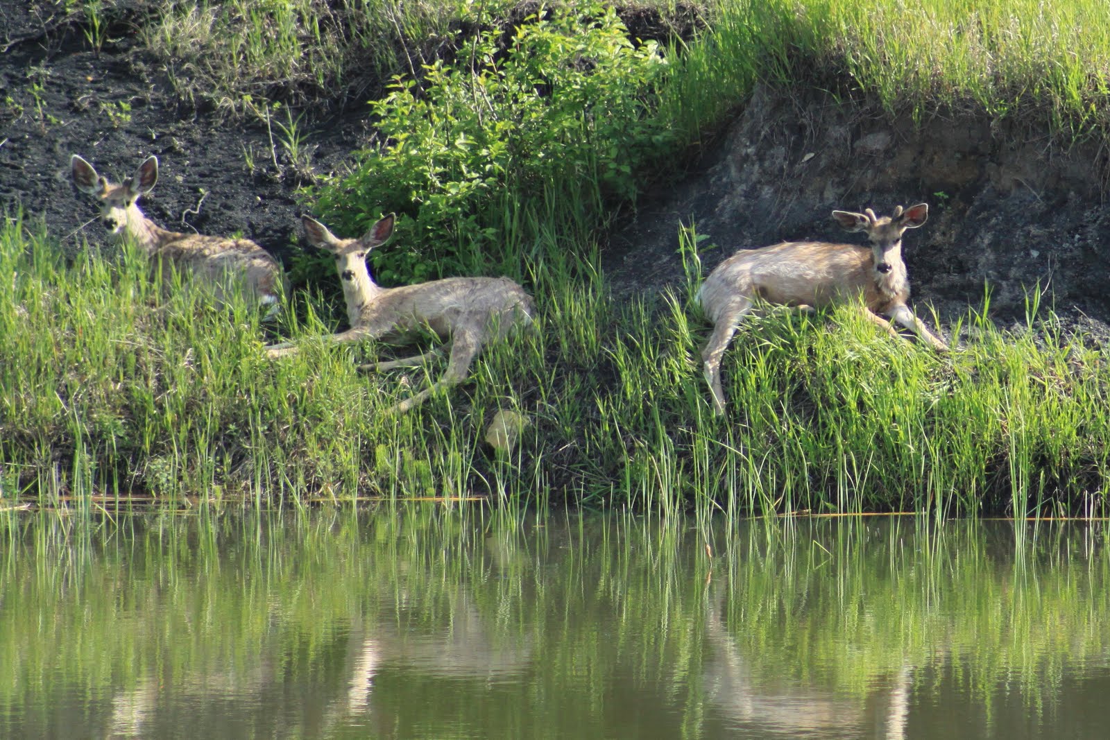 mule deer june relaxing antlers budding notice them