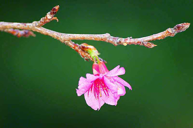 branch, stem, flower,  bud, cherry blossom