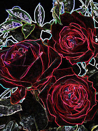 ROSAS