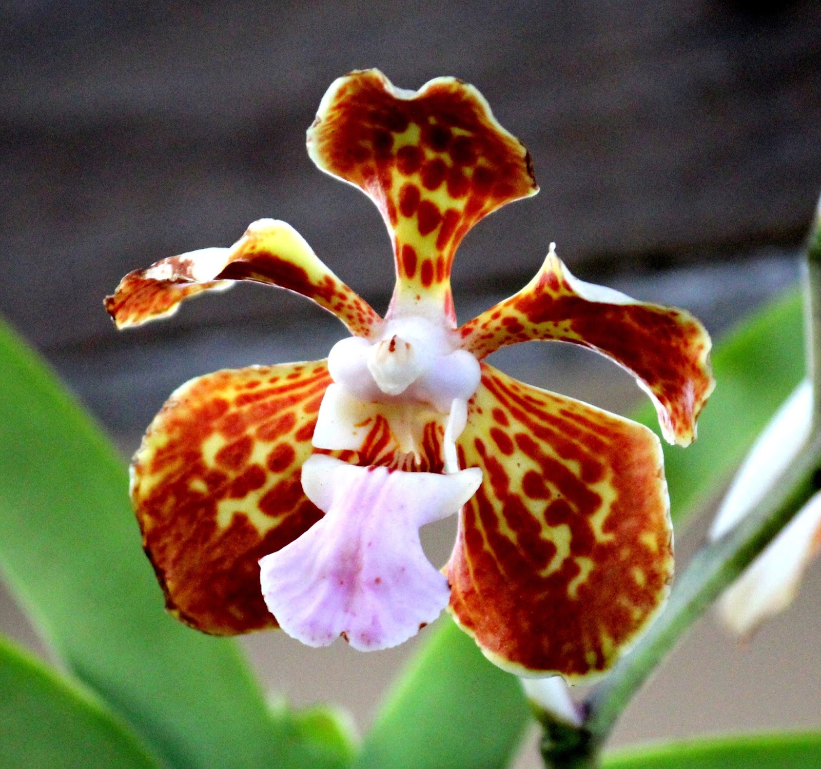 Uma flor por dia Vanda tricolor