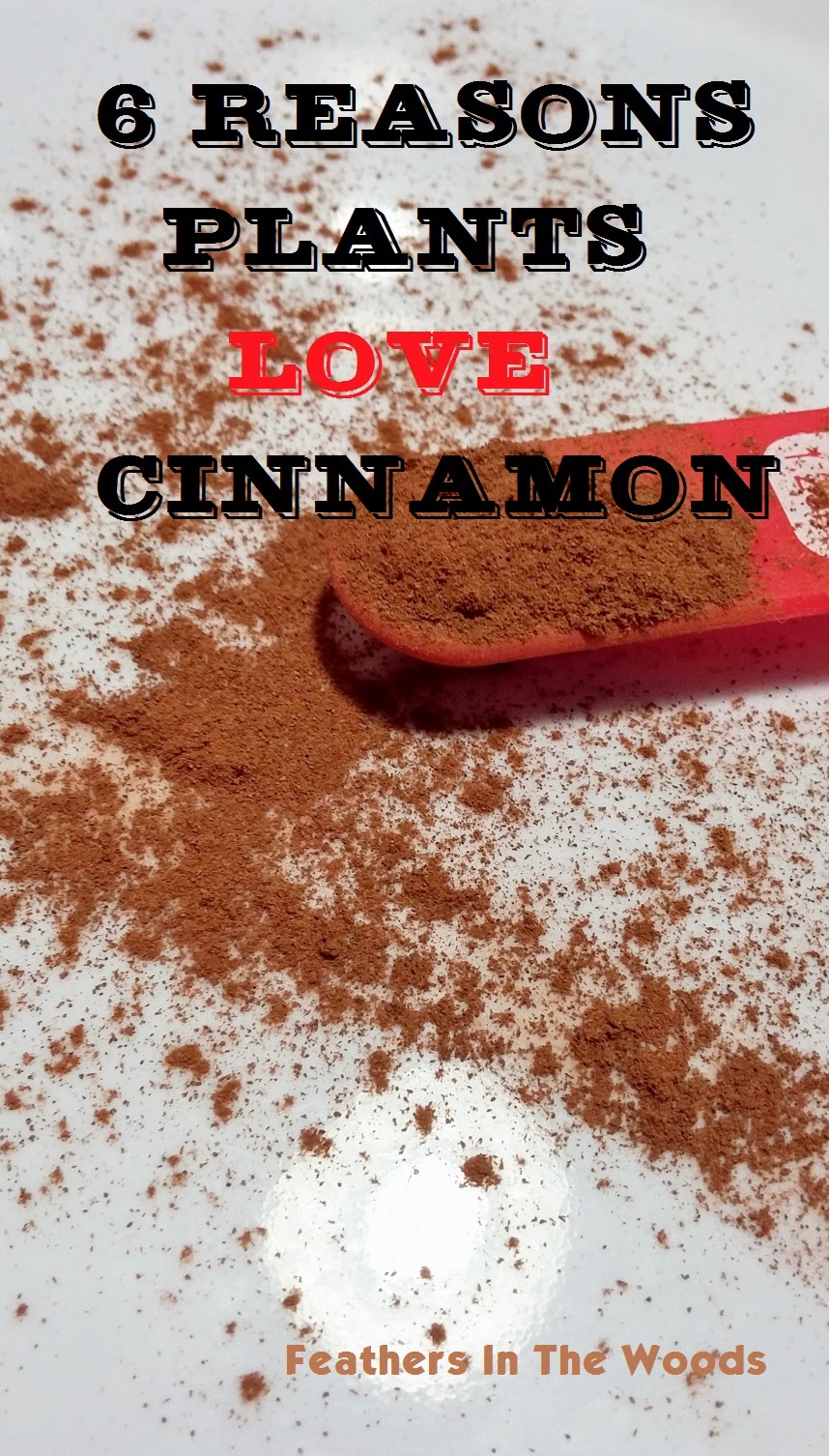 Feathers in the woods Spice it up! Why plants love cinnamon