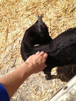 Baby goat being pet in it's pen.