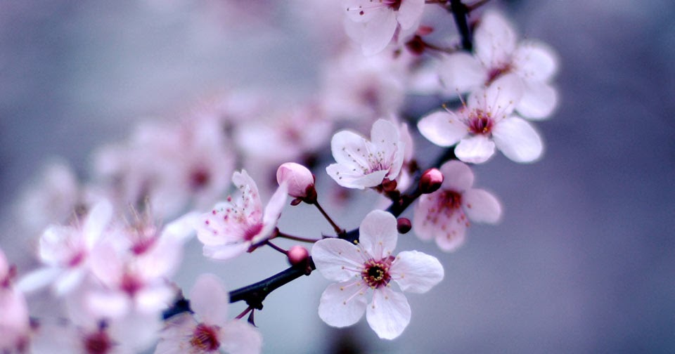 My Mobile Blog: Cherry-Blossoms.png
