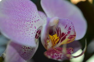 Orchids 2