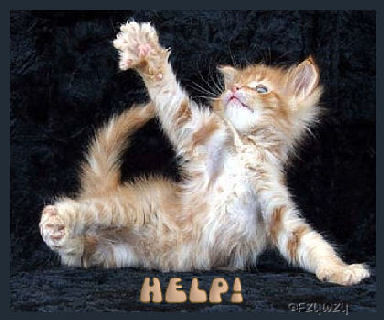 Where to buy kittens image