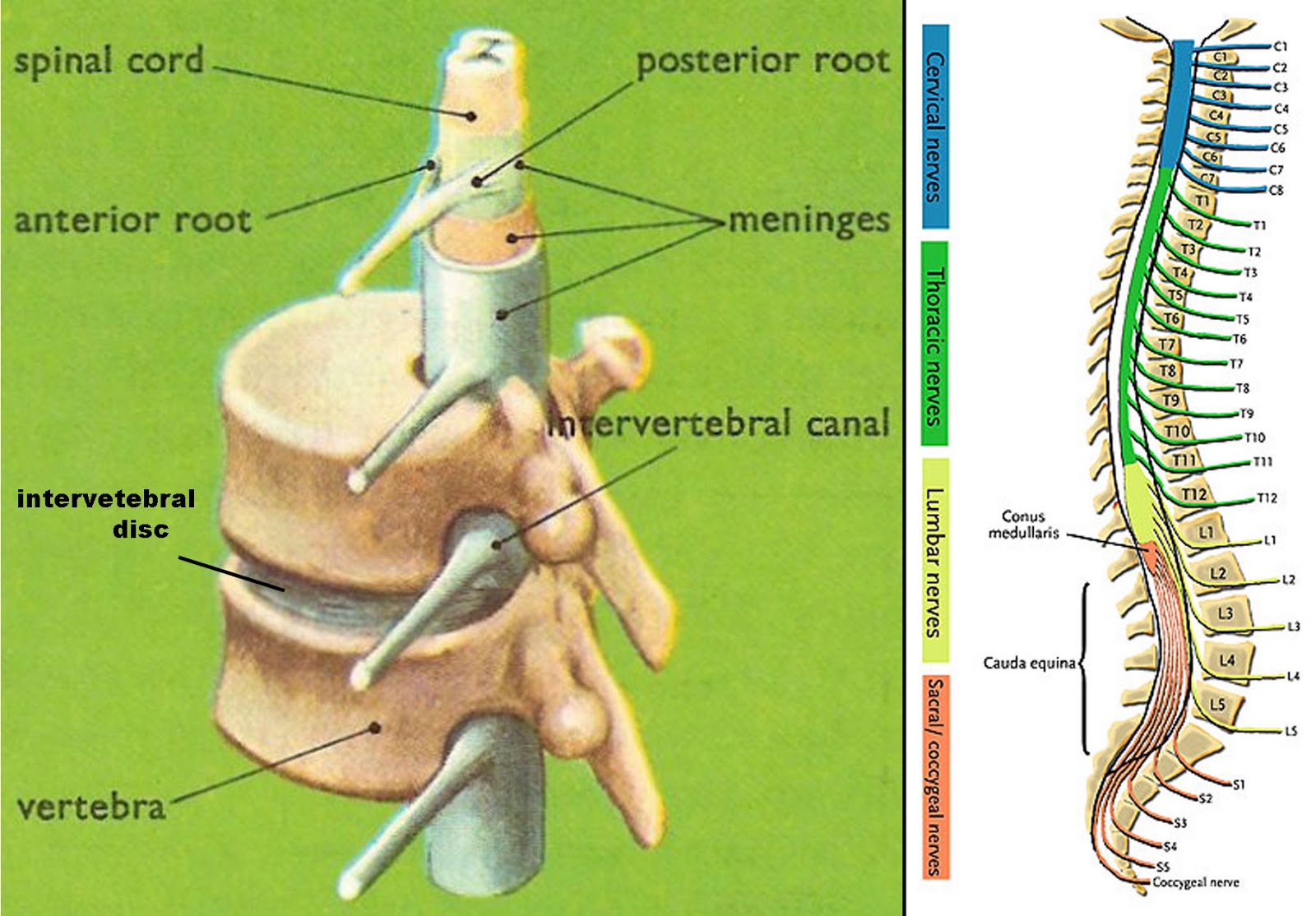 Herbs penetrate nerves spinal cord