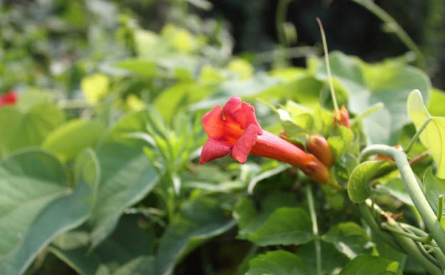 Trumpet Vine Flowers Pictures