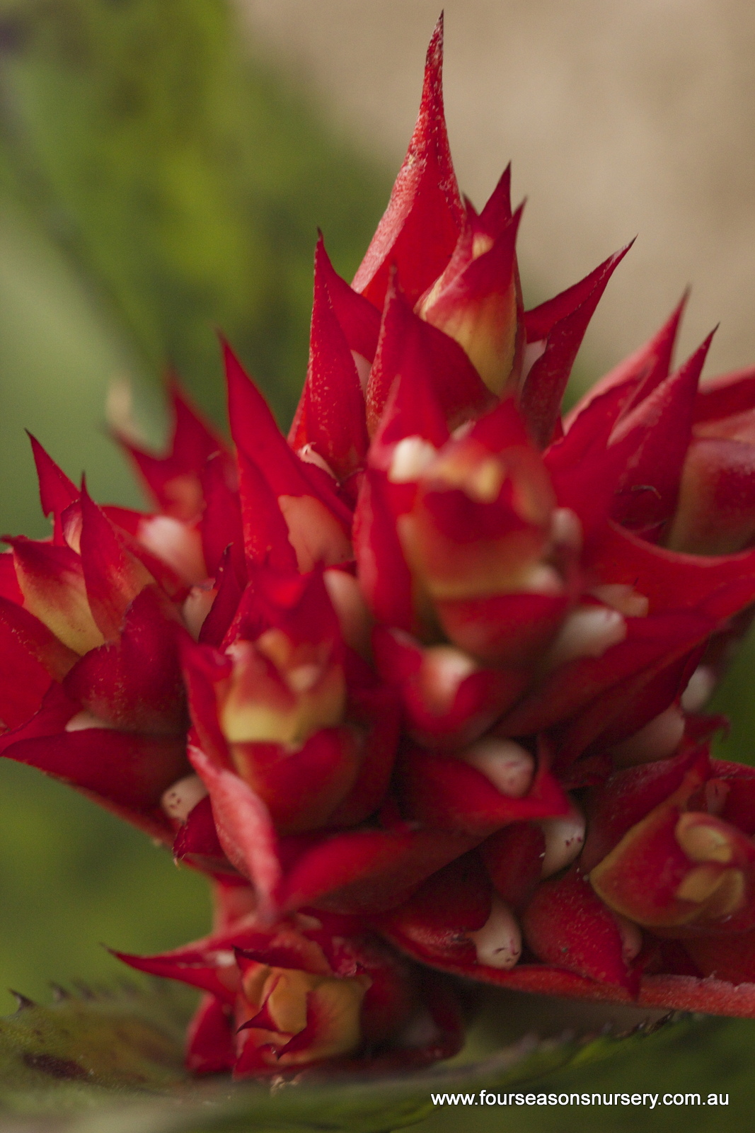 Four Seasons Nursery Brilliant Bromeliads For Winter Colour