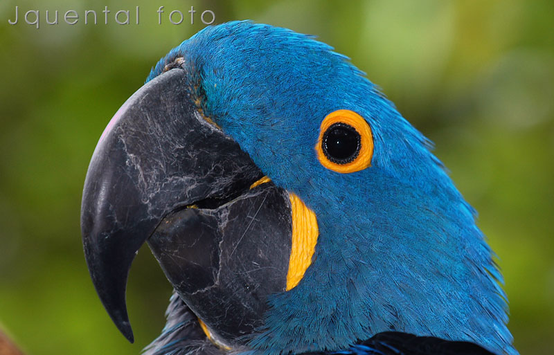 papagaio azul