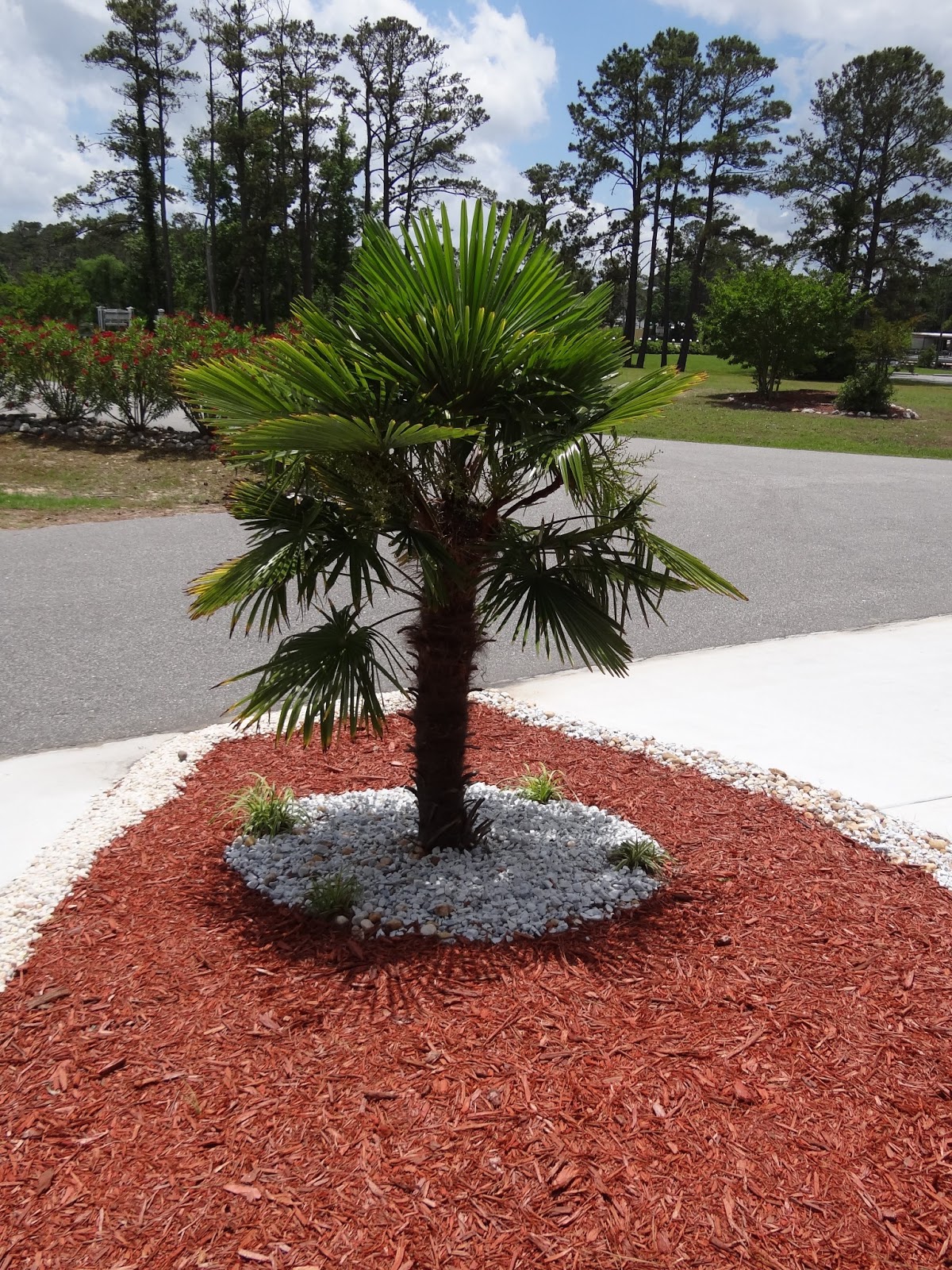 Life Through My Eyes It Might Just Look Like Another Dwarf Palm Tree