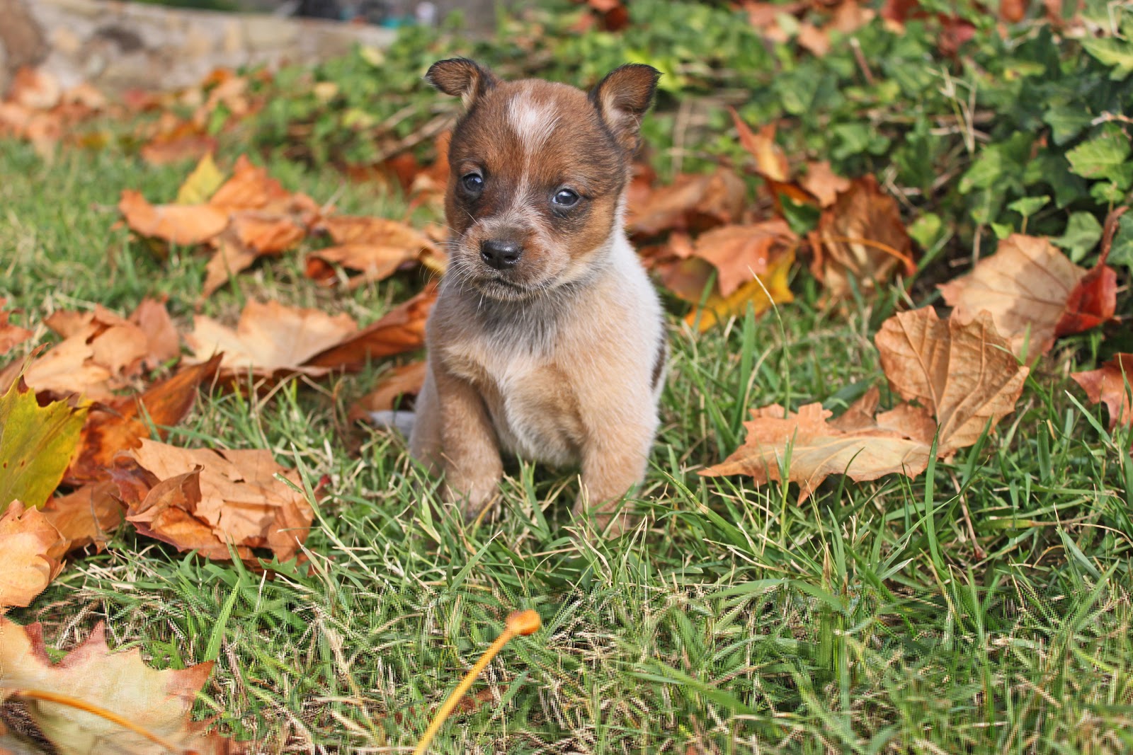 free puppies ventura queensland heeler for sale california breeds picture free puppies ventura queensland heeler for sale california breeds picture
