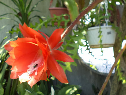 Epiphyllum vermelha