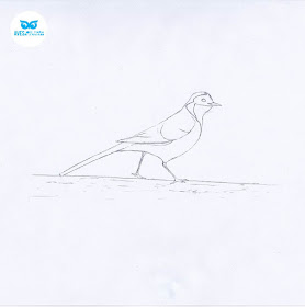 Cómo dibujar aves? - AvesForum