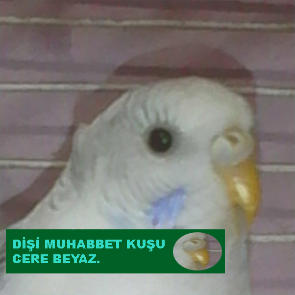 MUHABBET%2BKU%25C5%259EU%2BD%25C4%25B0%25C5%259E%25C4%25B0%2BBEYAZ%2BCERE.jpg