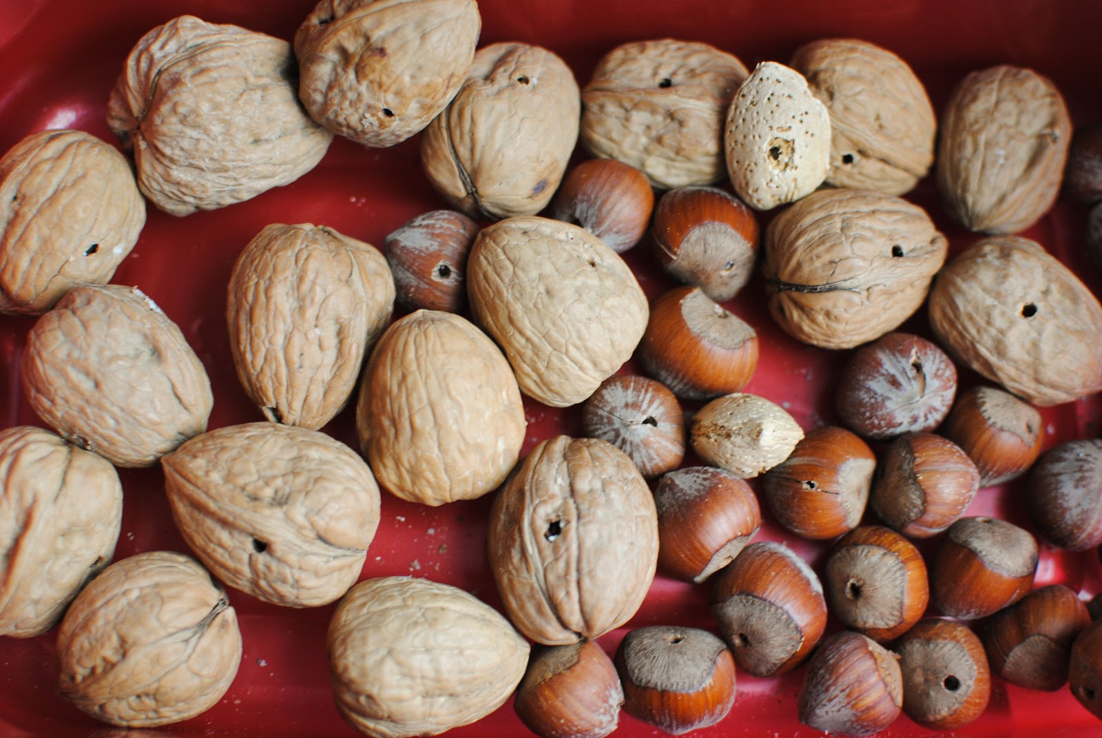 Big City Little Joys Nut Garland