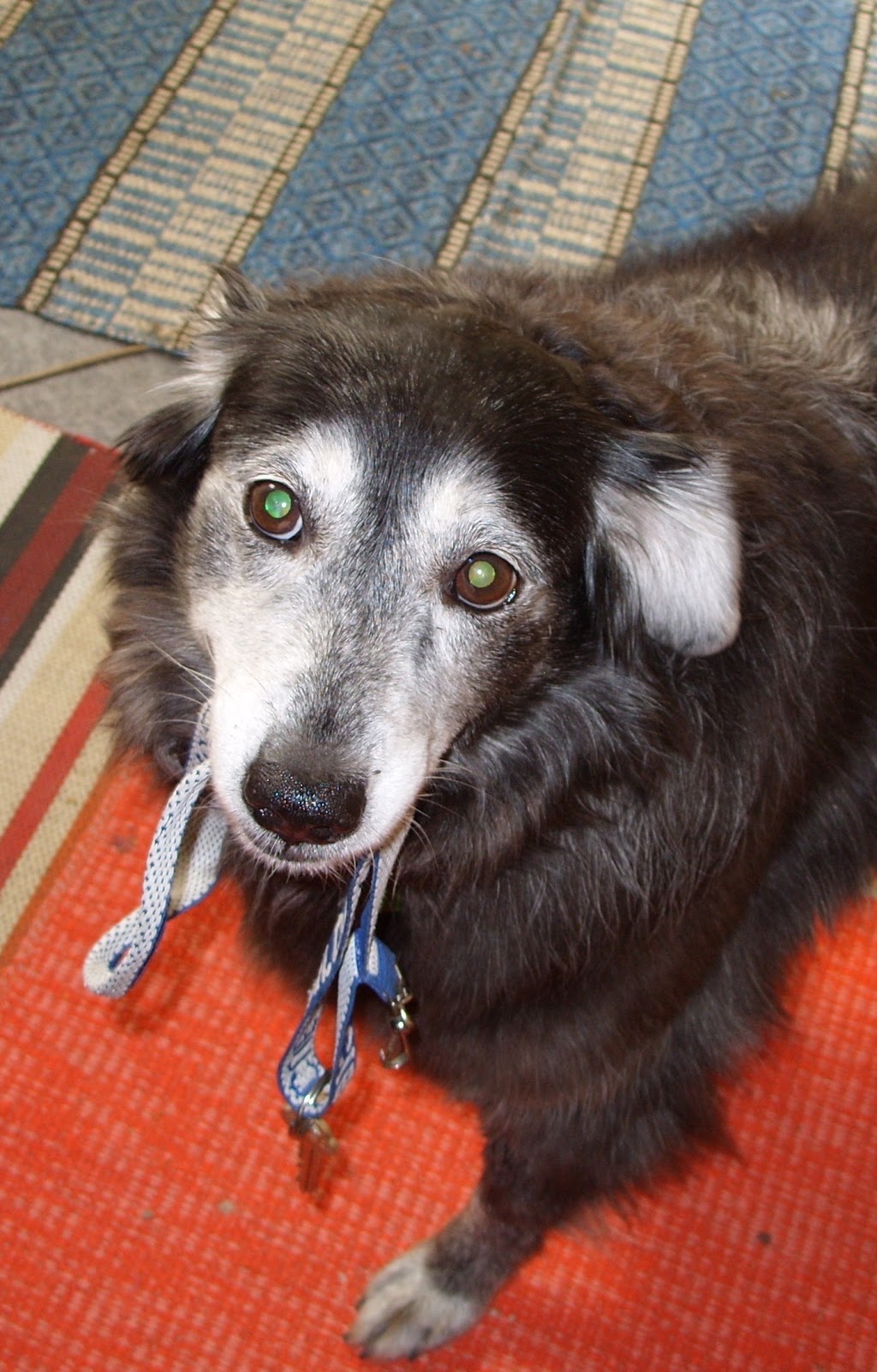 THE AMERICAN CREAM DOG Breeding the American Creamit's worth It!