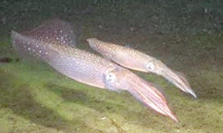 Begini Perbedaan Antara Sotong Dan Cumi Cumi mungkin sebagian teman anger masih ada yang bertanya tanya perihal apasih Begini Perbedaan Antara Sotong Dan Cumi Cumi