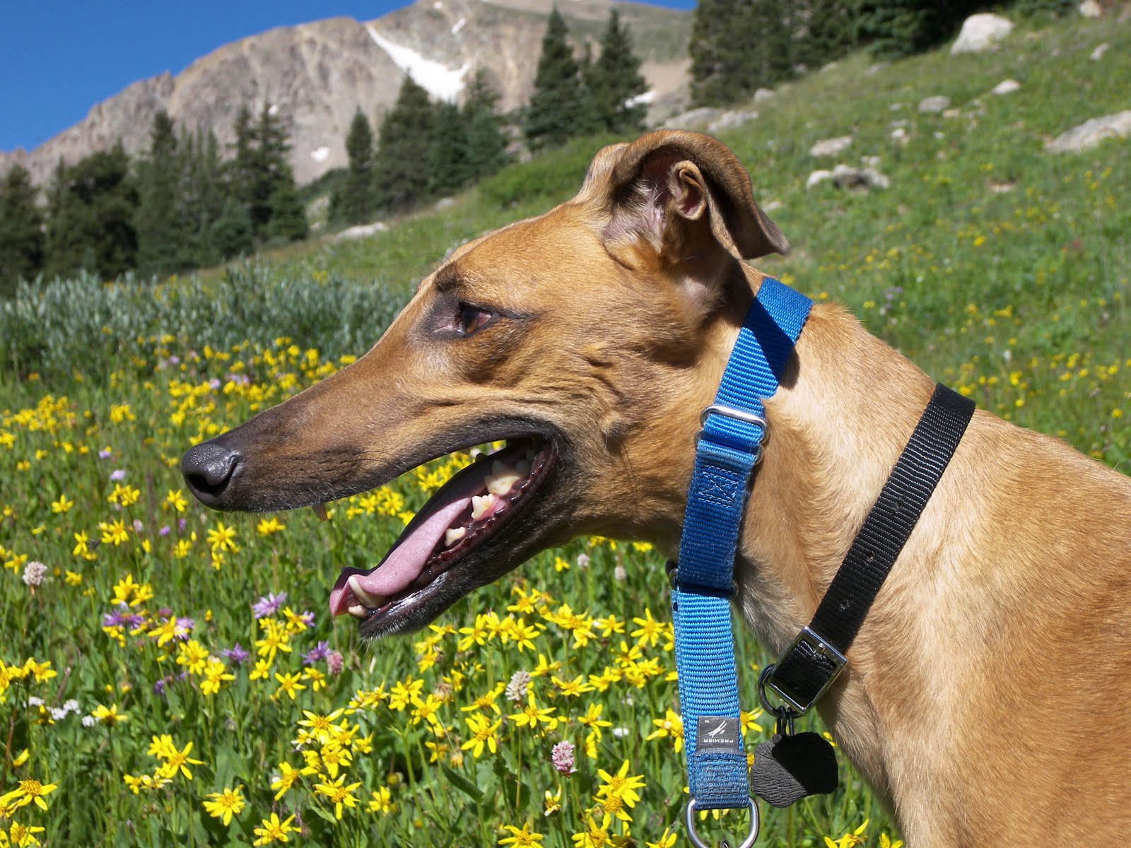 Saving Greys, by GREY2K USA Worldwide Former Greyhound Tracks Make New