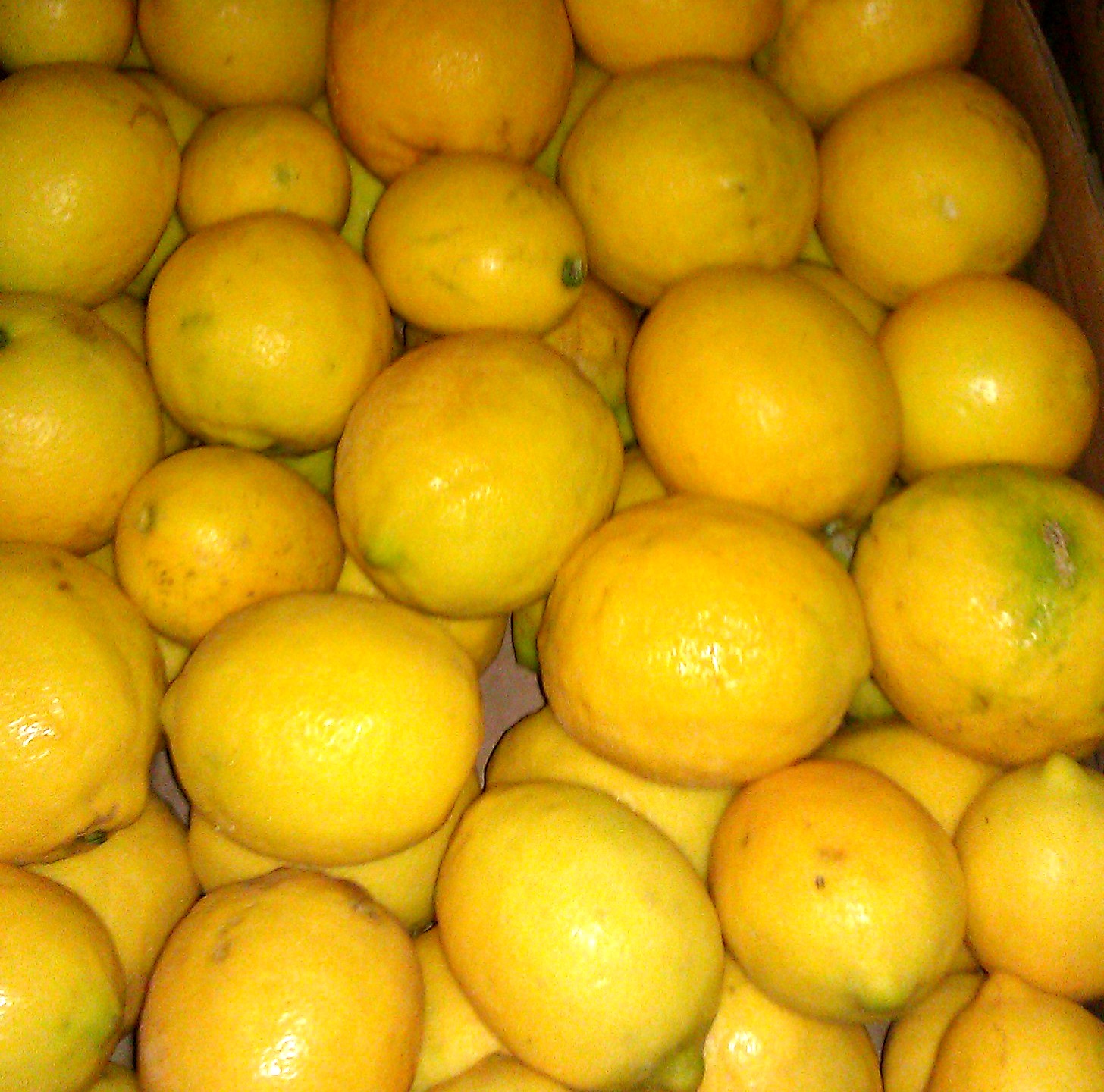 Sweet Lemon Tree