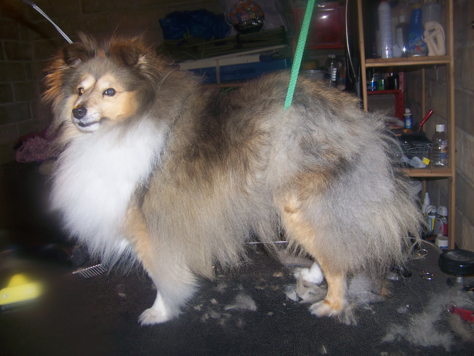 Blissful Dog Grooming TimmyShetland Sheepdog