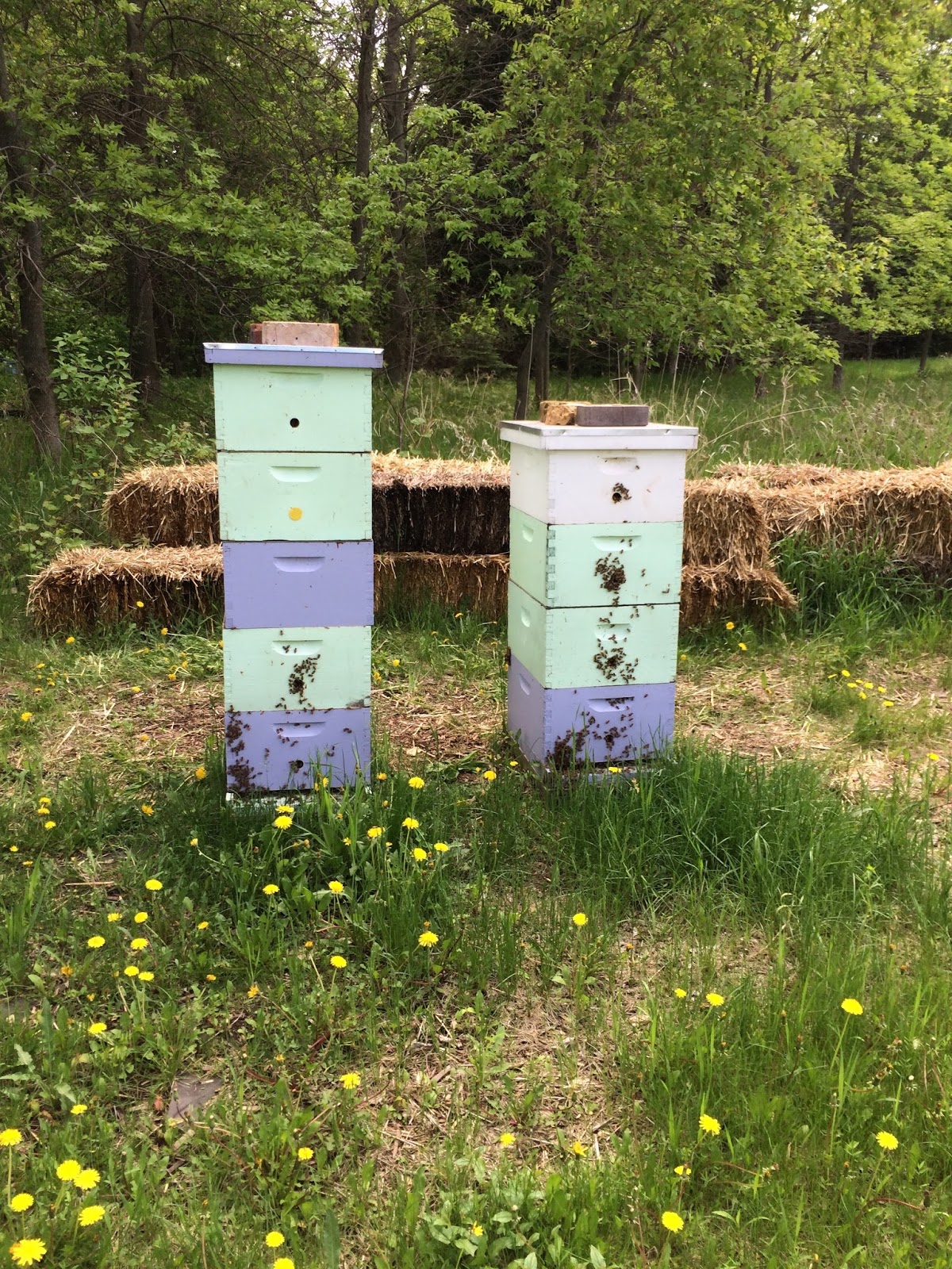 HONEY BEES AN ADVENTURE Add your Honey Supers!