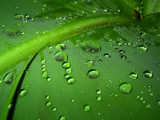 Rain Drops on Leaf Macro Photography HD Wallpaper