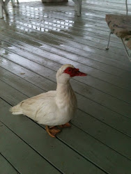 RIP Fat Duck - 2012