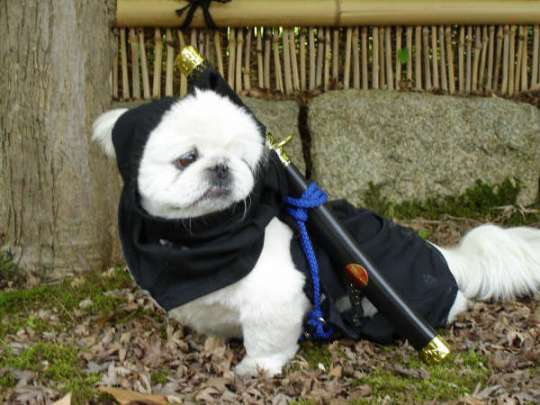 cachorro+samurai.jpg