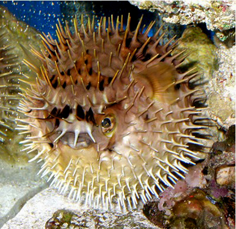 SEA LIFE Minnesota Aquarium Porcupine Pufferfish