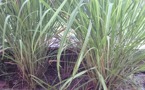 jual pohon sereh wangi tanaman pengusir nyamuk tanaman hias tukang taman jual tanaman jual pohon sereh wangi tanaman pengusir nyamuk tanaman hias tukang taman jual tanaman