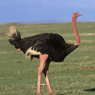 ostrich animals photos ostrich animals photos